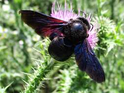 Image of large carpenter bee