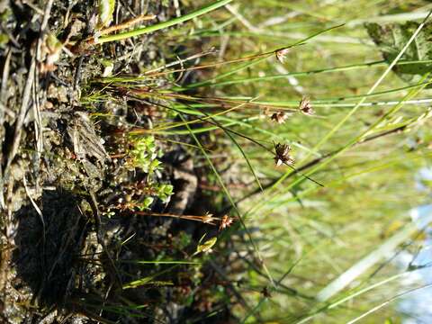 Image of dwarf rush