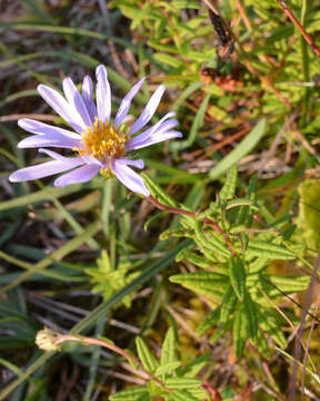 Image of bog aster