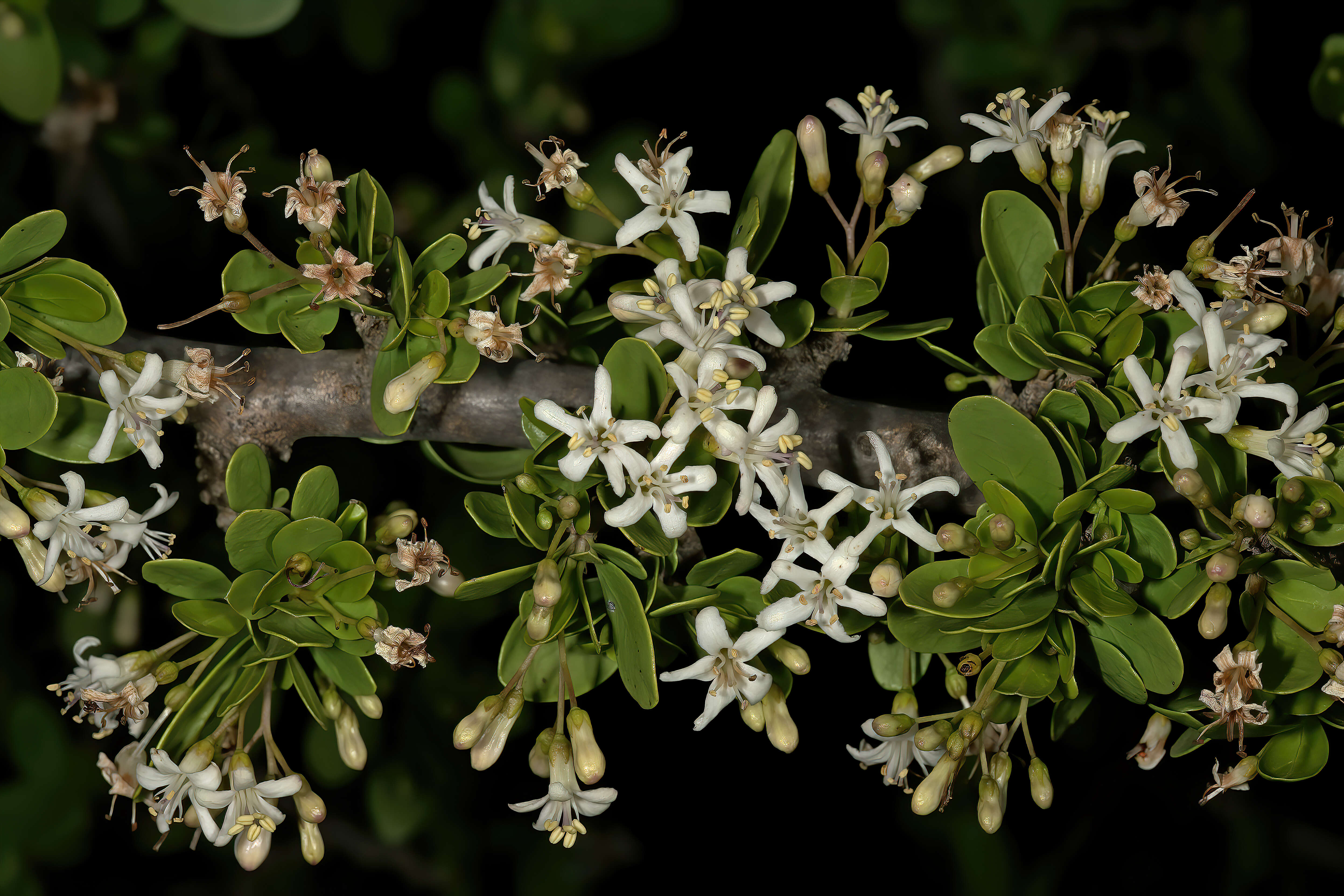 Image de Ehretia alba Retief & A. E. van Wyk