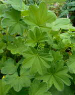 Image of hairy lady's mantle