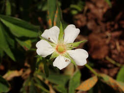 Image of White Cinquefoil