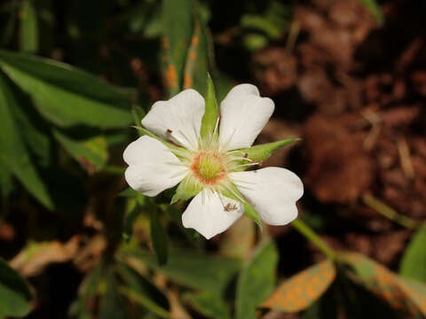 Imagem de Potentilla alba L.