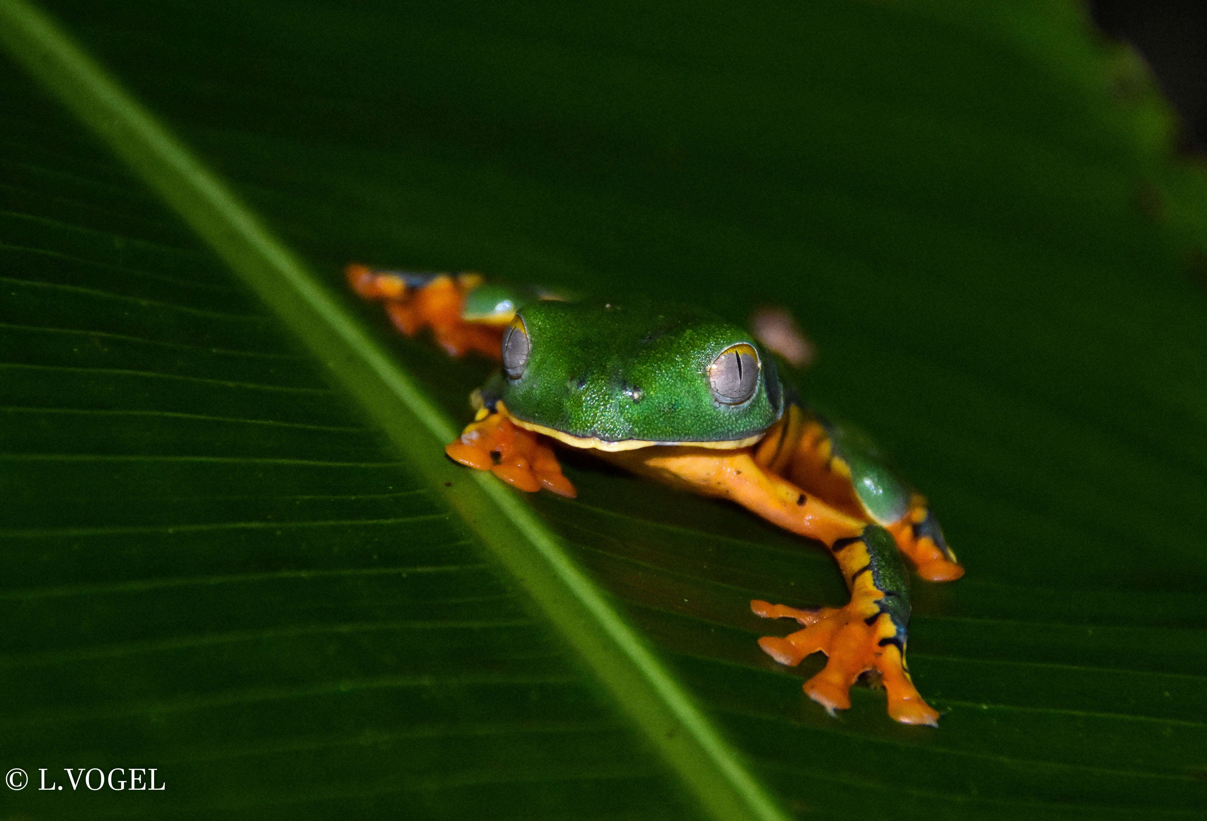 Imagem de Cruziohyla sylviae Gray 2018