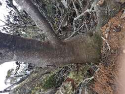 Image of Banksia saxicola A. S. George