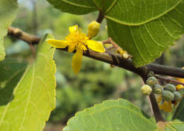 Image of Grewia tiliifolia Vahl