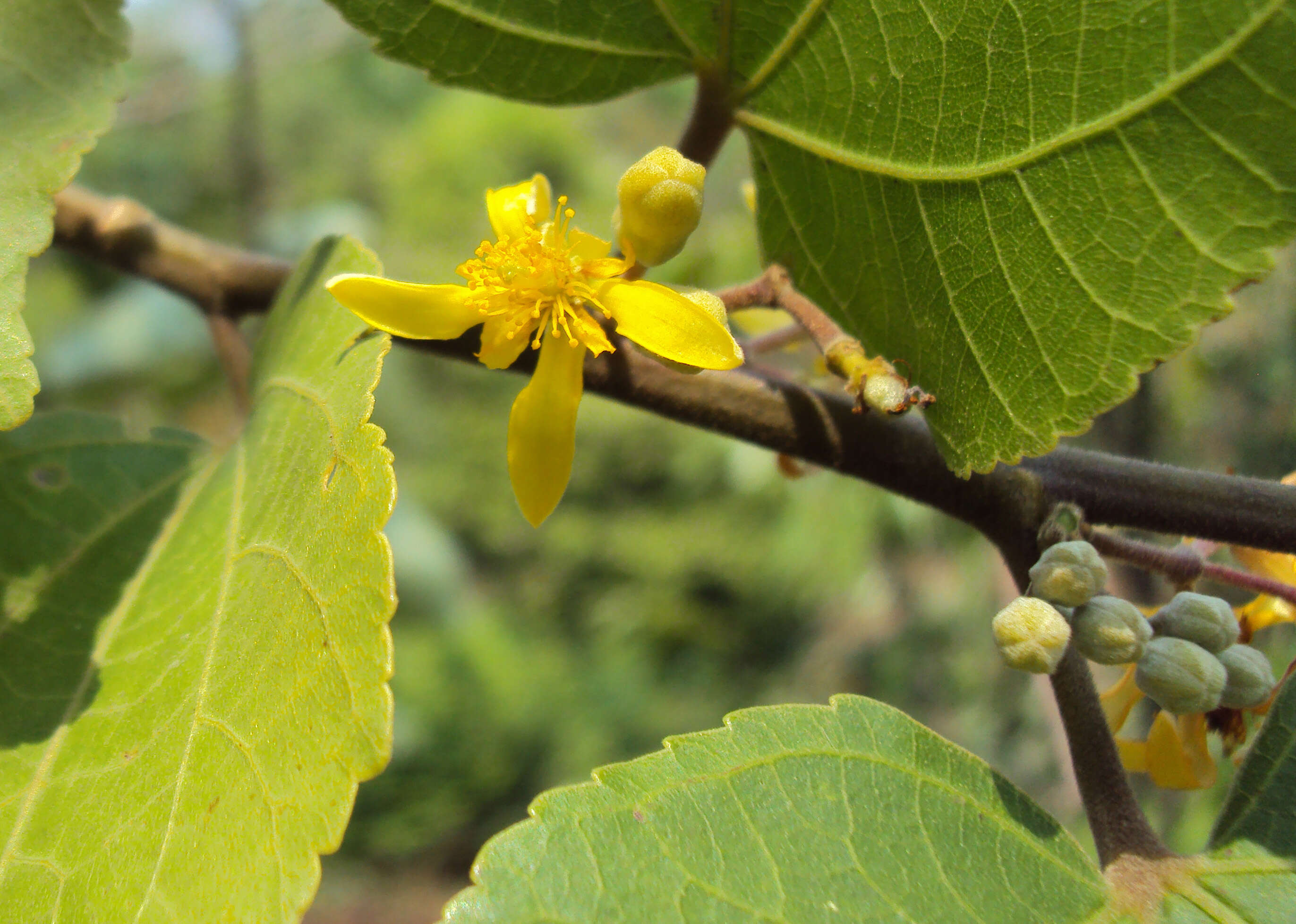 Image of Grewia tiliifolia Vahl