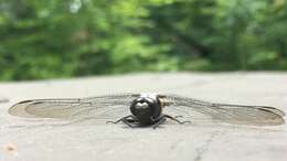 Image of Chalk-fronted Corporal