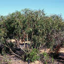 Image of Eucalyptus lucens M. I. H. Brooker & C. R. Dunlop