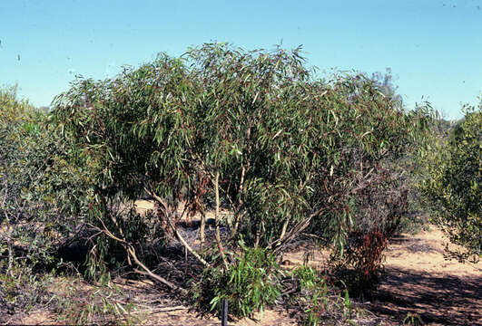 Image of Eucalyptus lucens M. I. H. Brooker & C. R. Dunlop