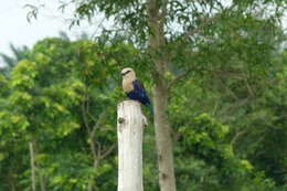 Image of Blue-bellied Roller