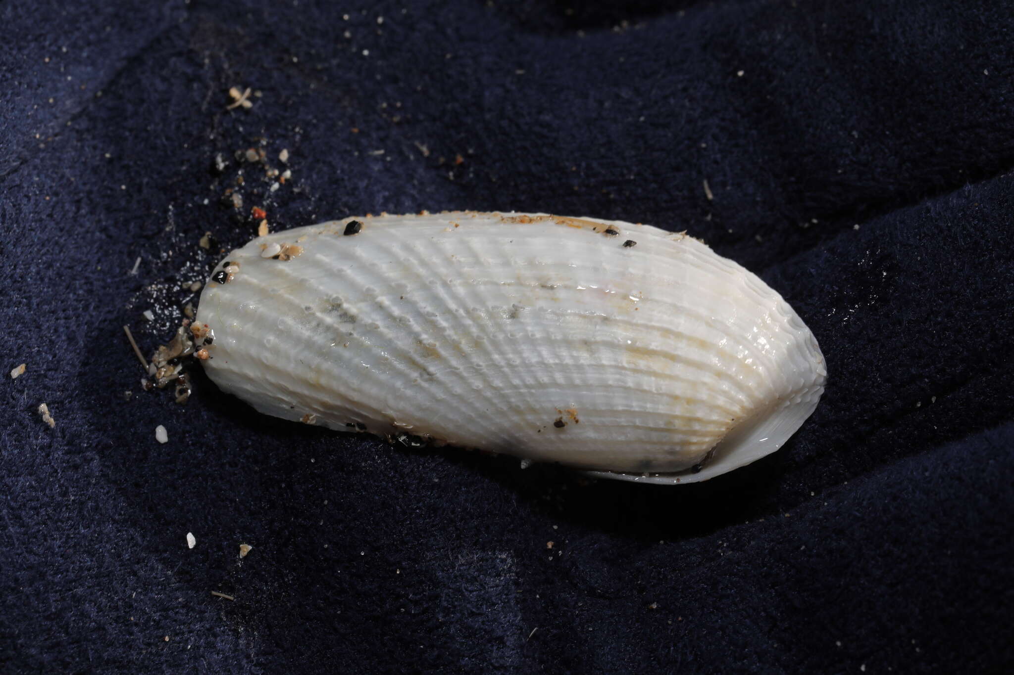 Image of white piddock