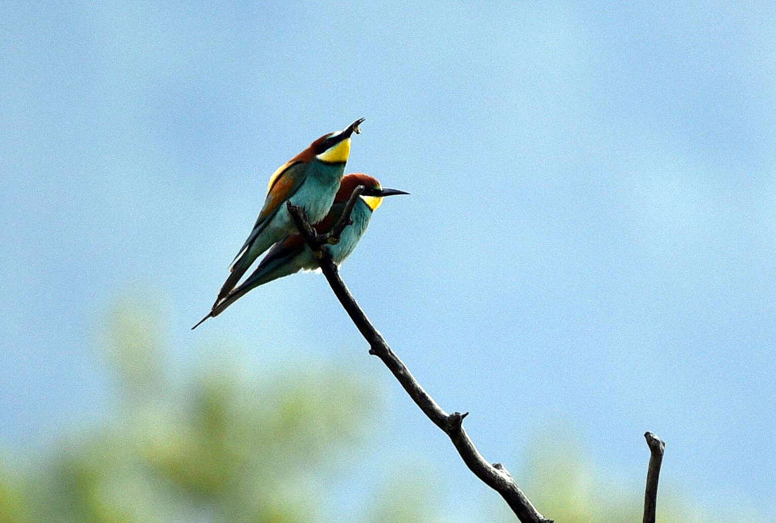 Image of bee-eater, european bee-eater