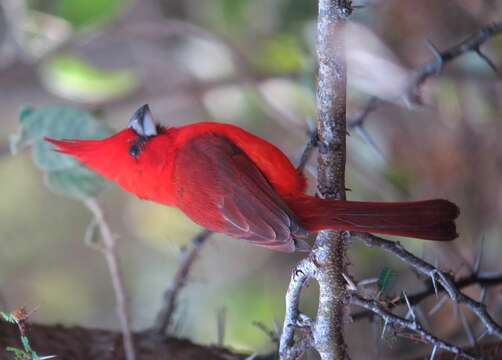 Image of Vermilion Cardinal