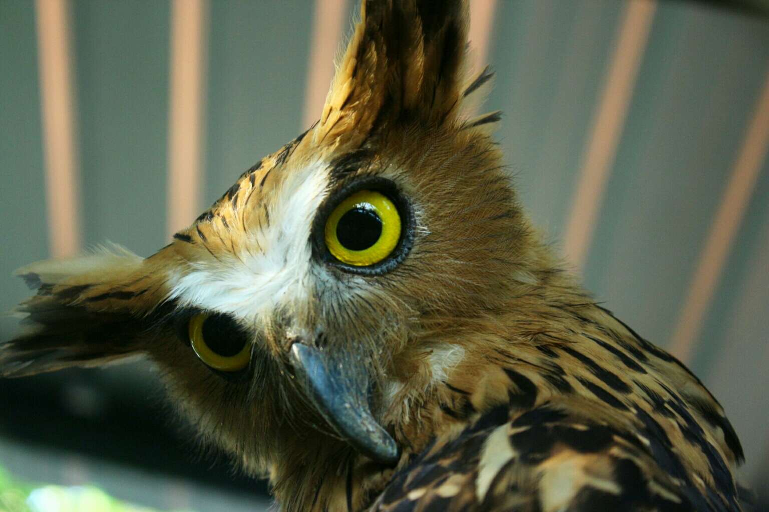 Image of Buffy Fish Owl