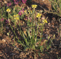 Image of Goodenia strangfordii F. Müll.