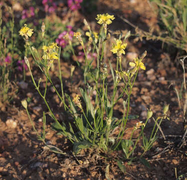 Imagem de Goodenia strangfordii F. Müll.