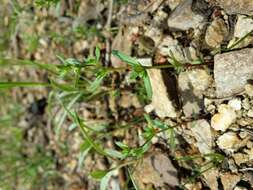 Image of american speedwell