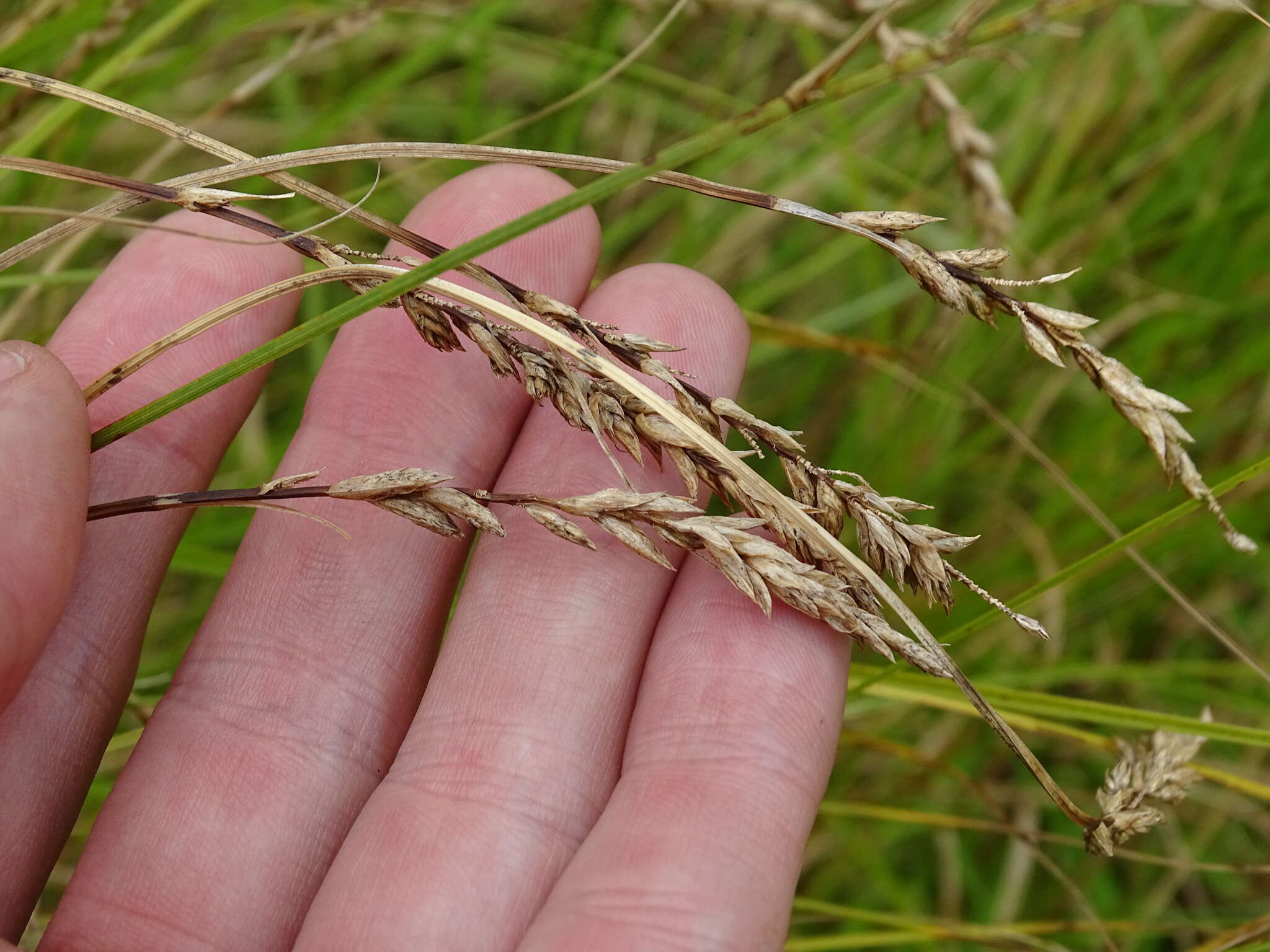 Image of Prairie sedge