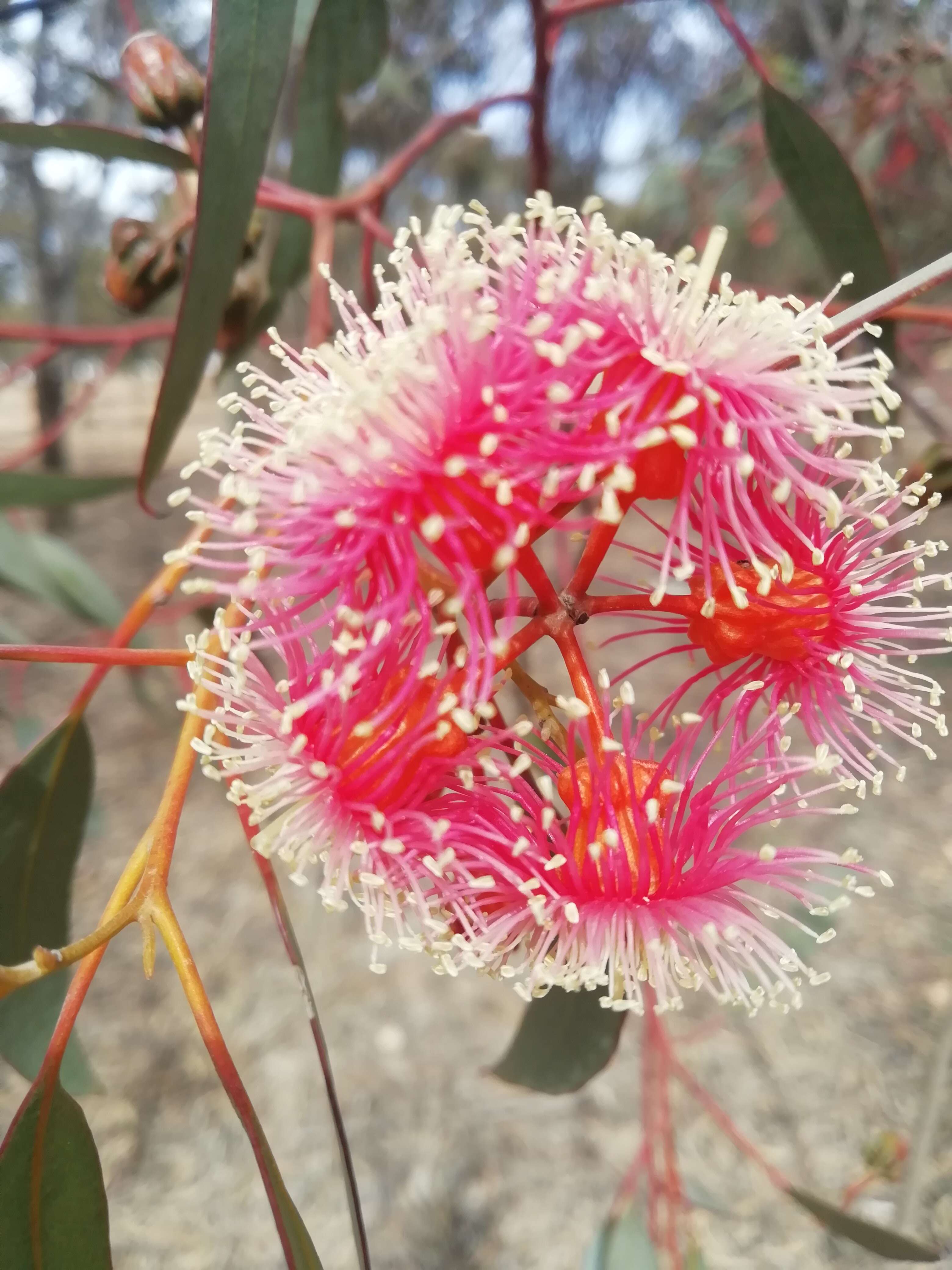 Image of Eucalyptus olida L. A. S. Johnson & K. D. Hill