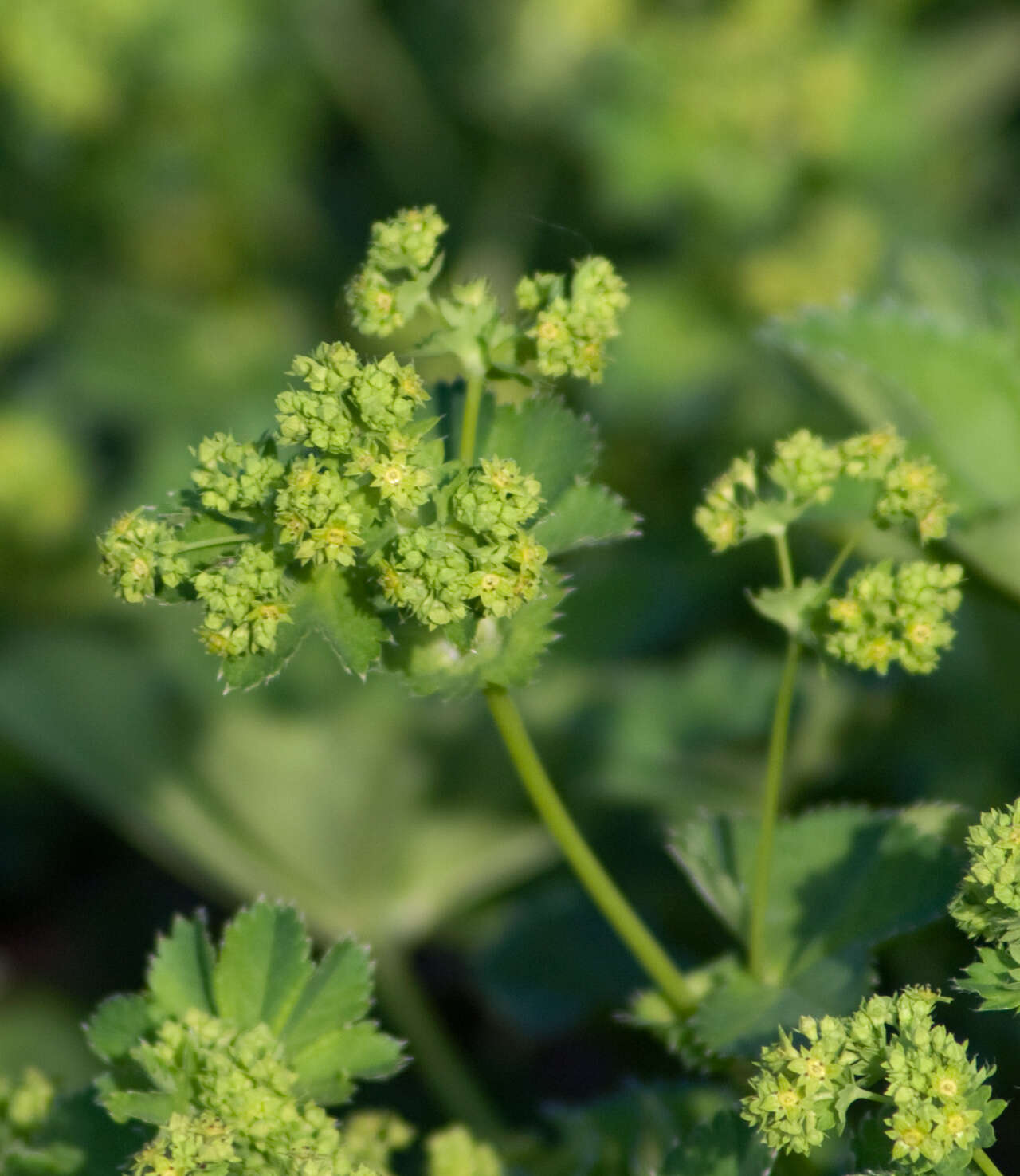 Image of hairy lady's mantle