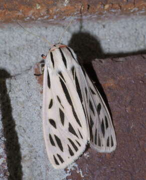 Image of Arge Moth