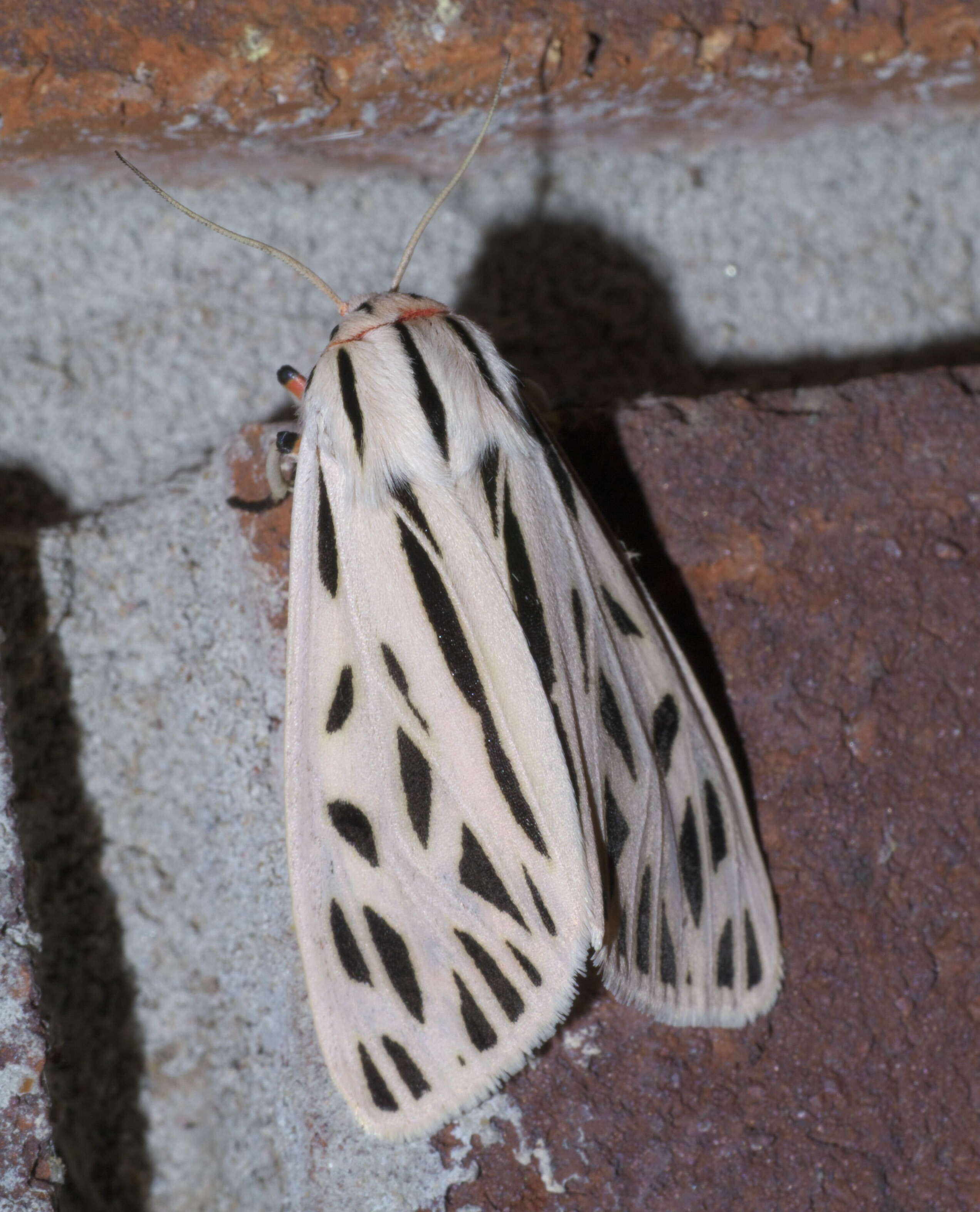 Image of Arge Moth