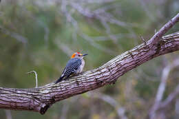 Image of Golden-fronted Woodpecker