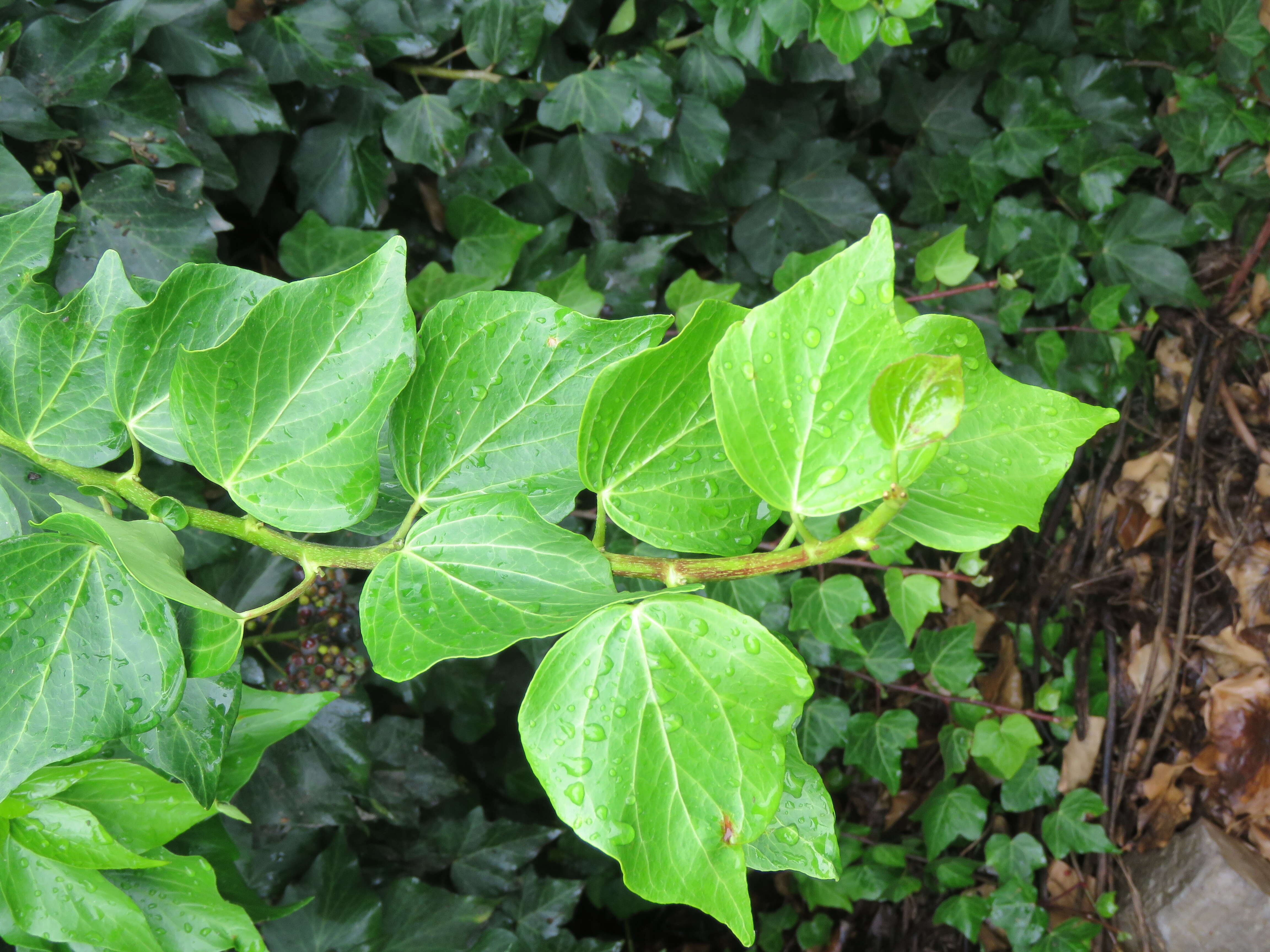 Hedera nepalensis K. Koch resmi