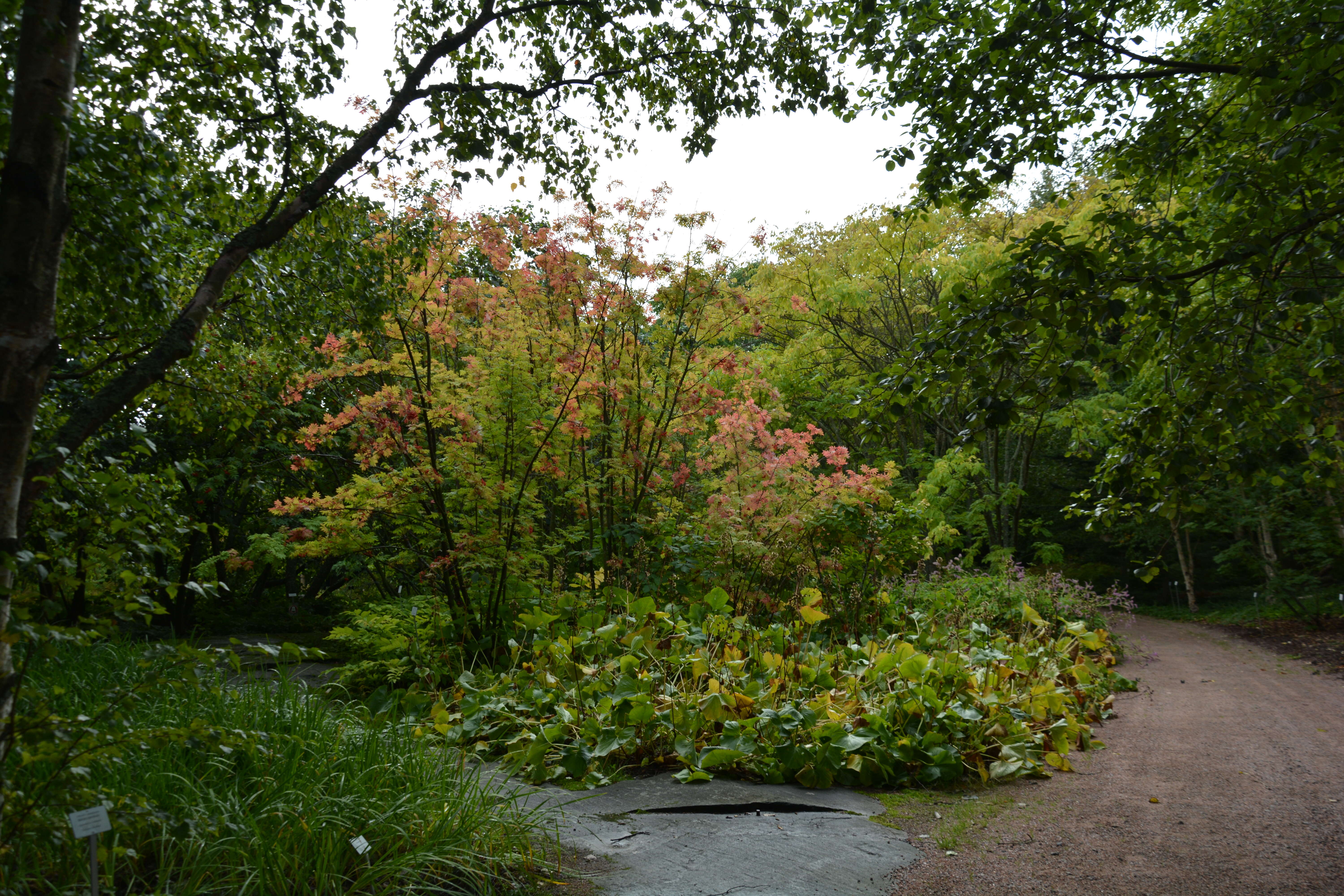 Image of Japanese Rowan