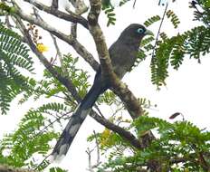 Image of Blue-faced Malkoha