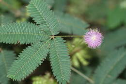 Image of Sensitive Plant