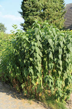 Image of Pale-Leaf Woodland Sunflower