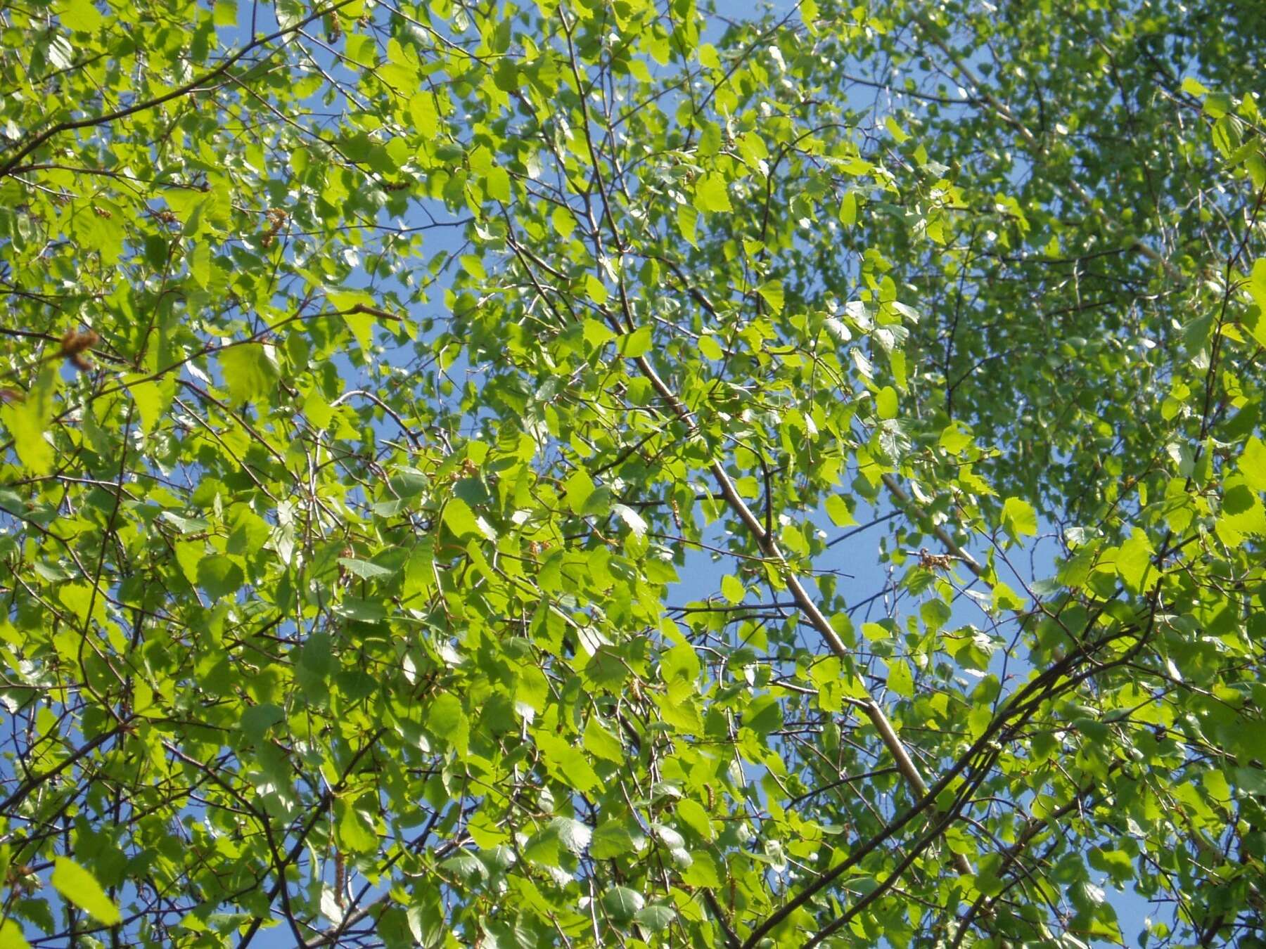 Image of Common Birch