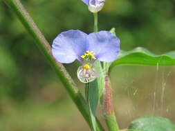 Image of Blousel Blommetjie