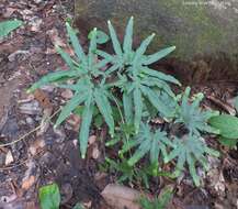 Image of Japanese climbing fern