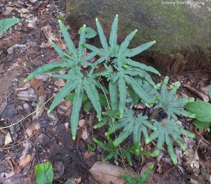 Image of Japanese climbing fern