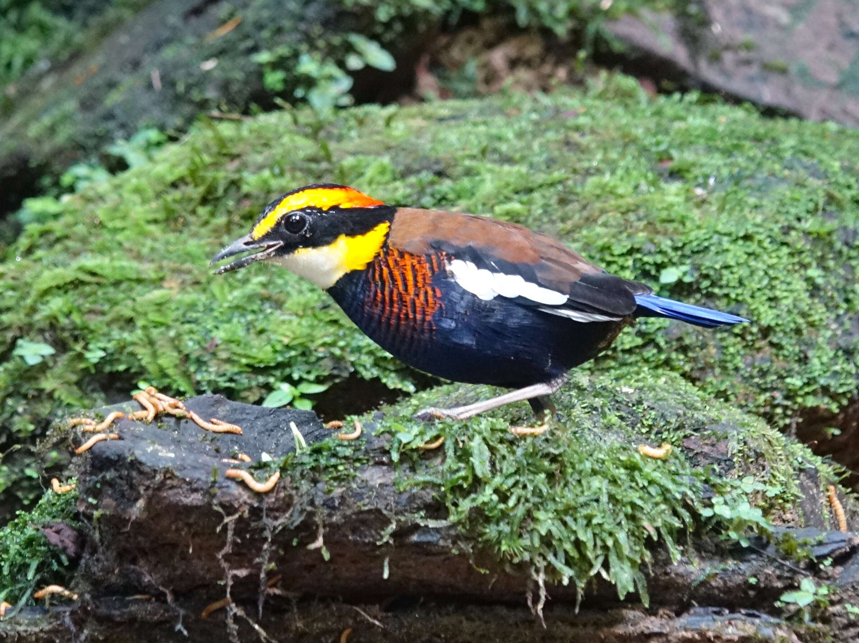 Image of Malayan Banded Pitta