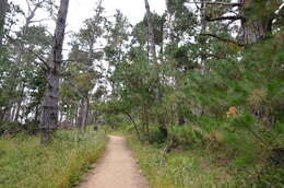 Image of Cedros Island Pine