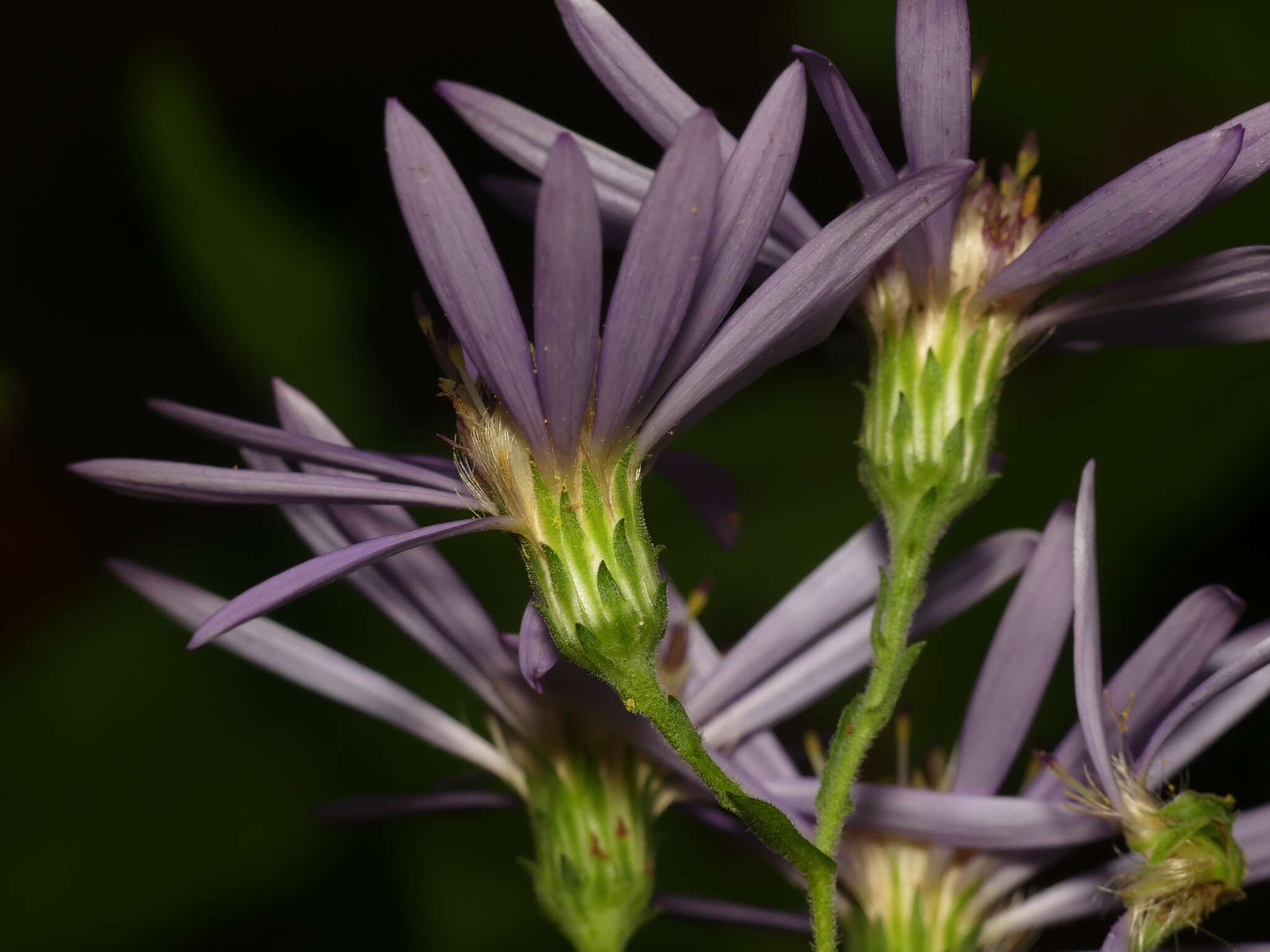 Image of thinleaf late purple aster