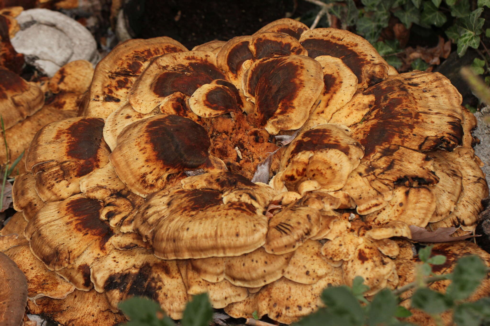 Image de Polypore géant