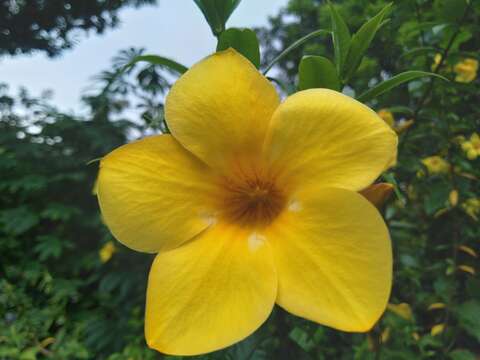 Image of golden trumpet