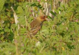 Image of Brown-headed Bunting