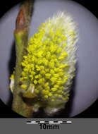 Image of goat willow