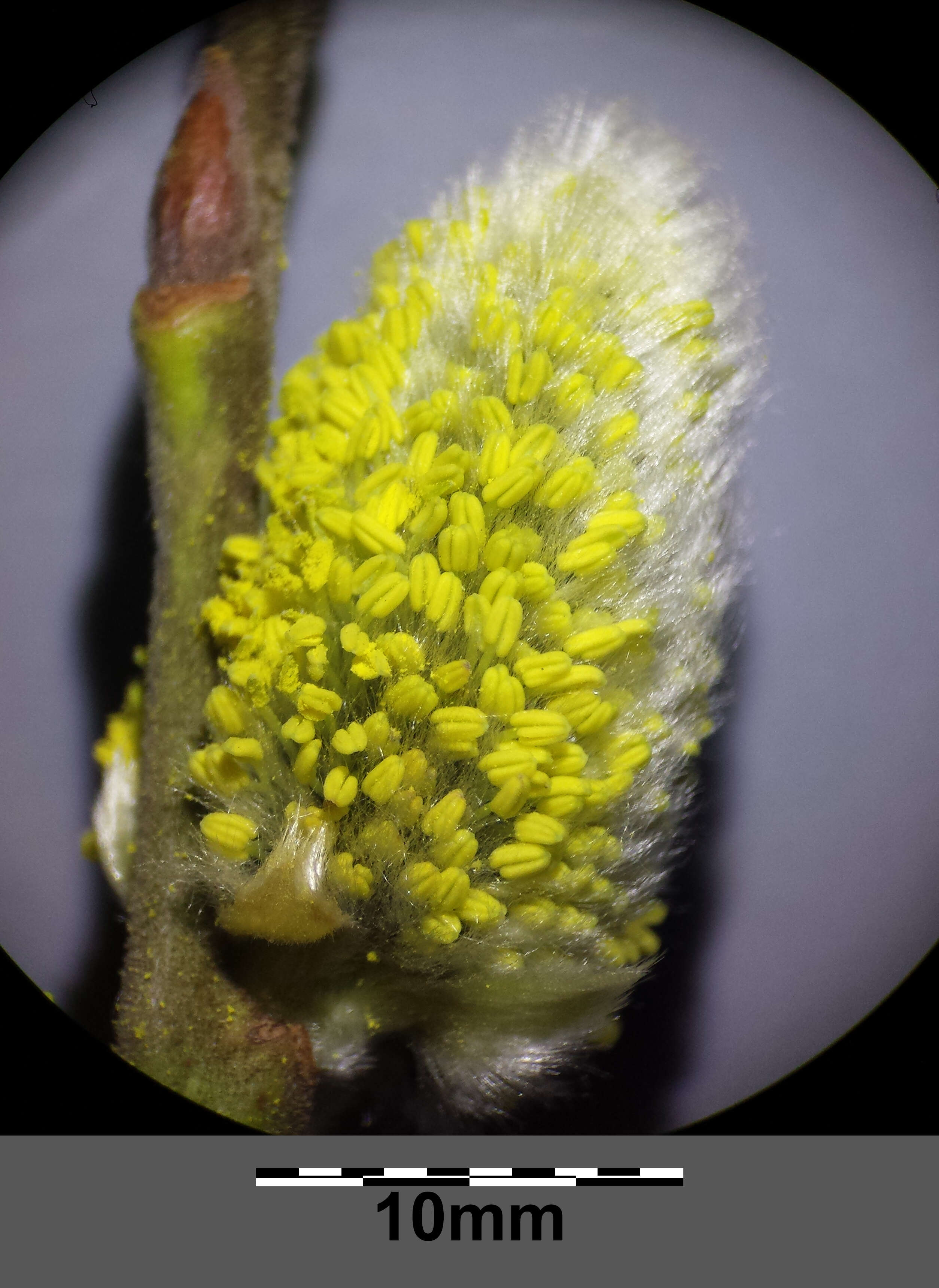 Image of goat willow