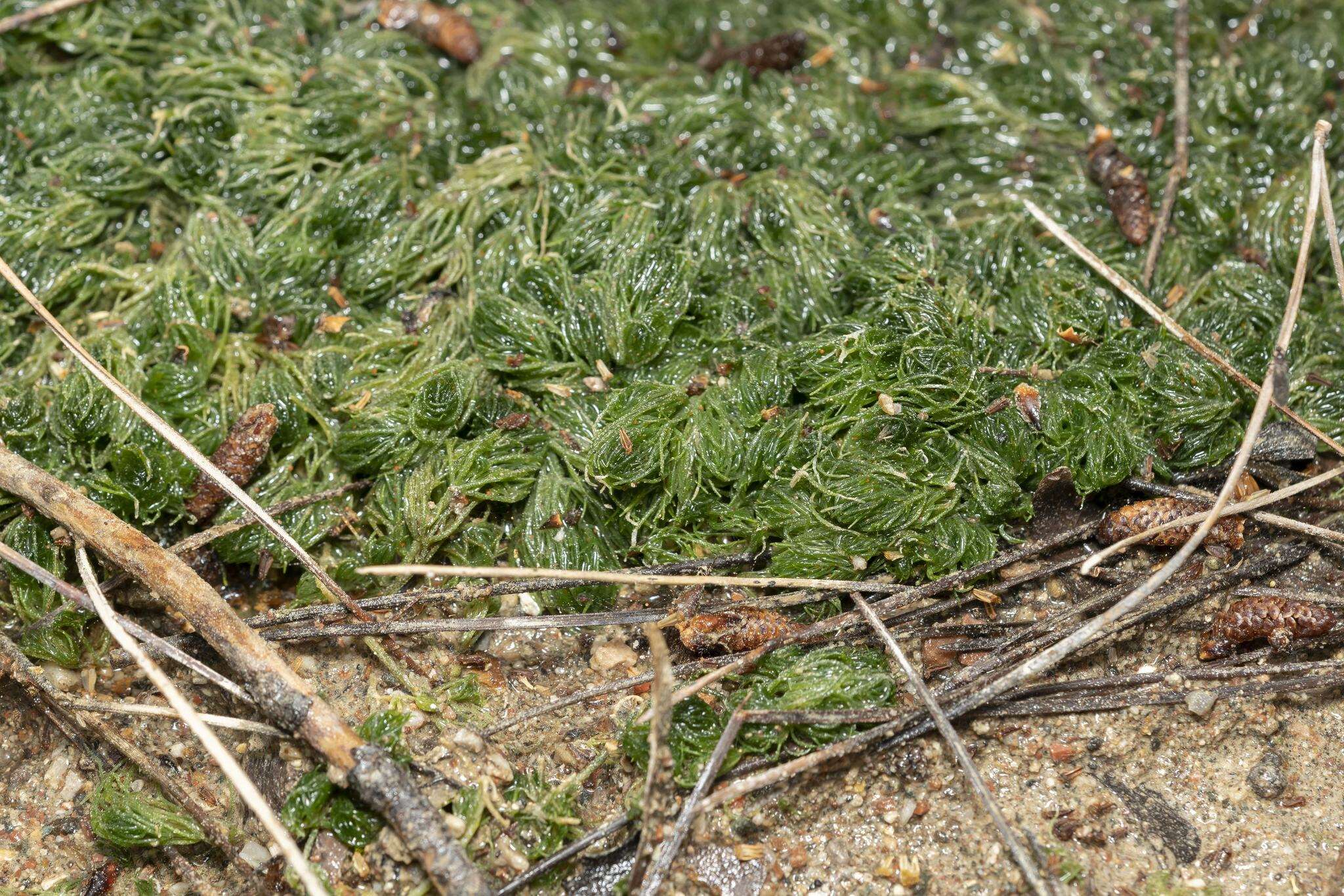 Image of Common Stonewort