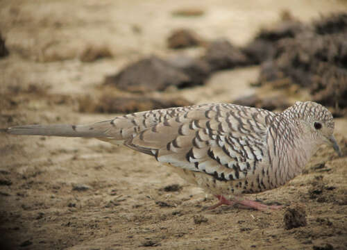 Image of Scaled Dove