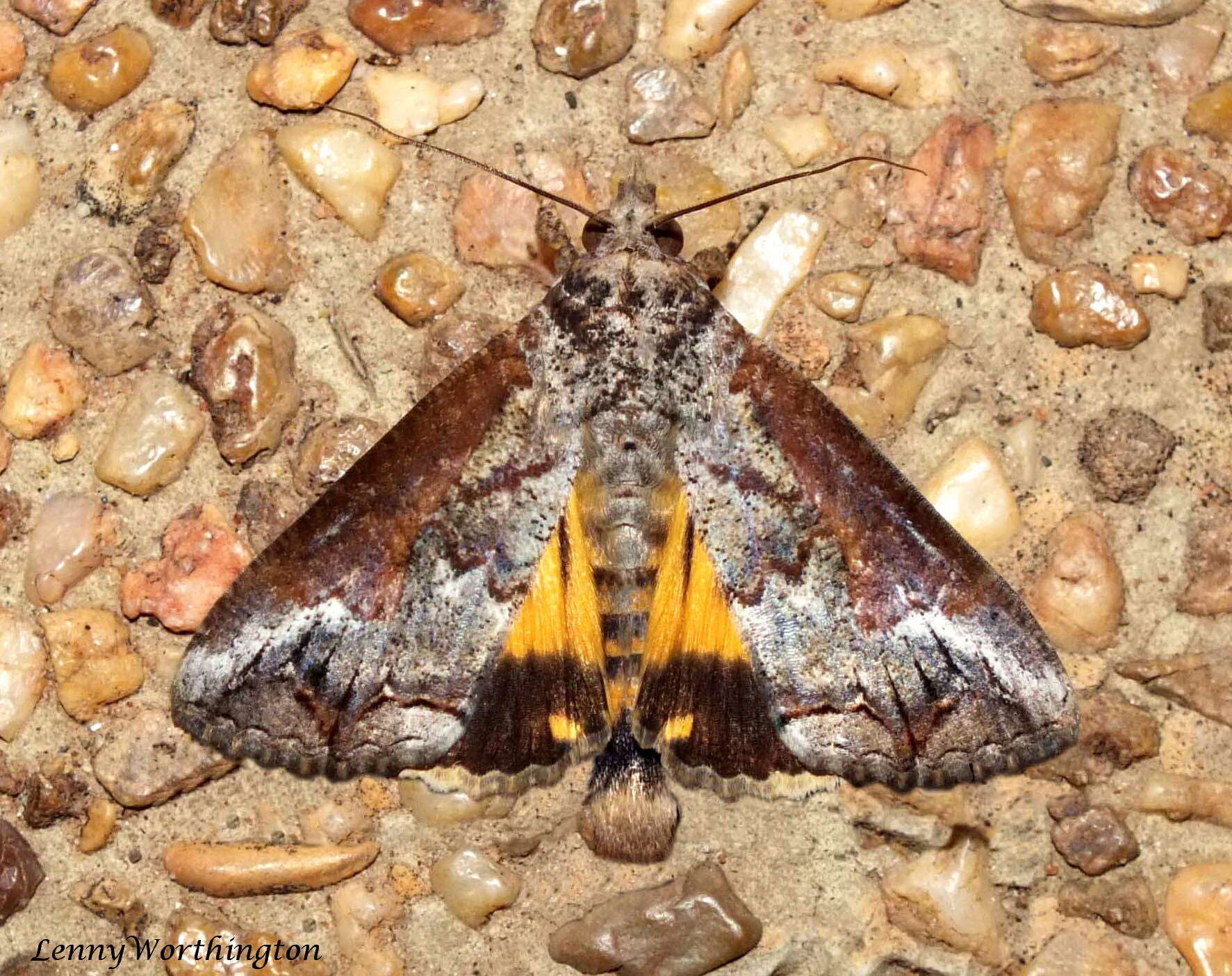 Image of Moth