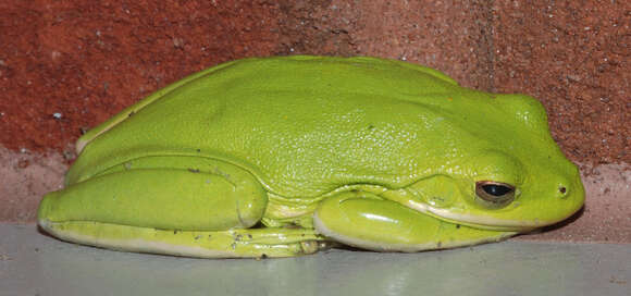 Image of American Green Treefrog