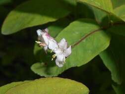 Lonicera nigra L. resmi